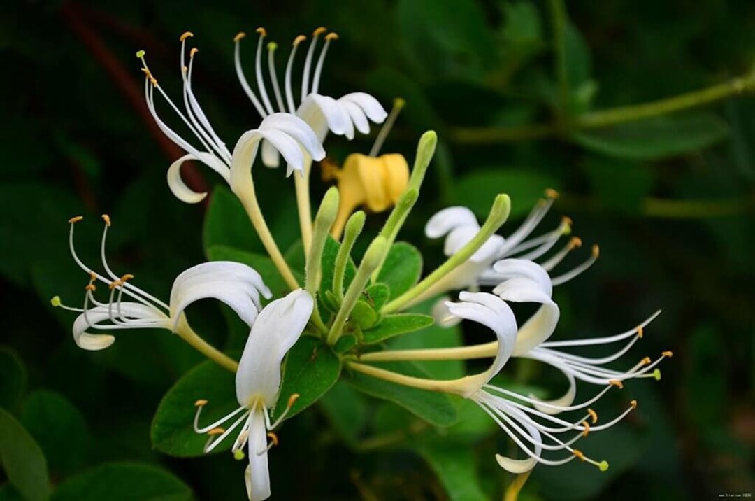 Honeysuckle Flower Essence Release Regret Move Forward Fearlessly Freedom From the Past Etsy