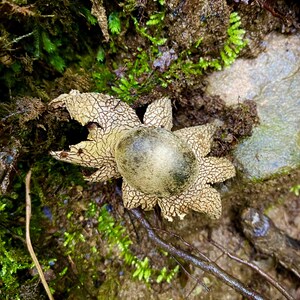 Earth Star Mushroom Essence | Ease your Triggers | Dissolve Irritability | Release Overwhelm | Addiction