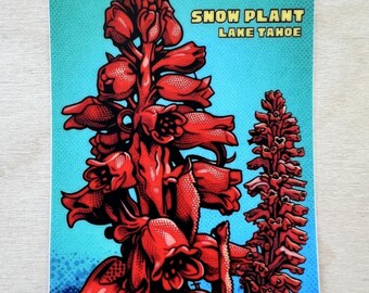 Snow Plant Vinyl Sticker, Scarlet Red Snow Flower, Sarcodes, High Sierra Nevada Parasitic Plant Lake Tahoe, California Native Wild Flowers
