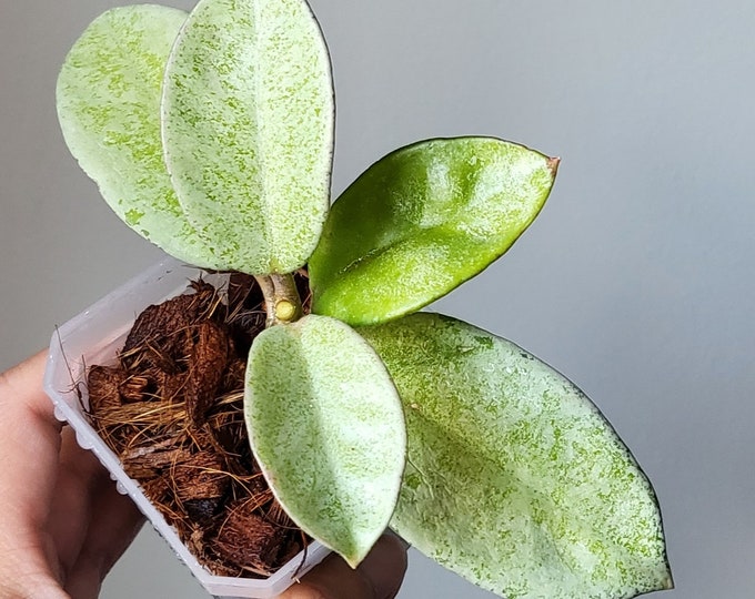 Hoya Carnosa 'nova Ghost' Rare Hoya, Rooted Plant Shipped in 2.5 Pot ...
