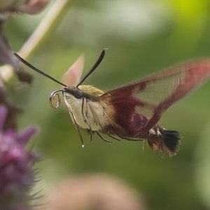 Impolite Hummingbird Moth