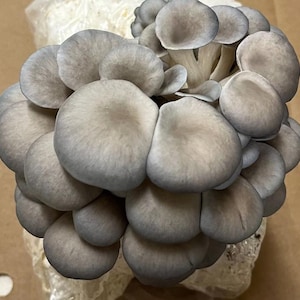 Organic Mushroom Grow Kit Blue Oyster