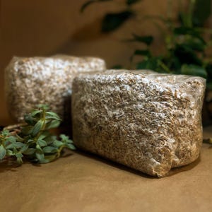 May include: Two rectangular blocks of mushroom substrate, encased in clear plastic, sit on a brown surface. The substrate has a textured, grainy appearance with a mix of light and dark brown tones. Green foliage is visible in the background.