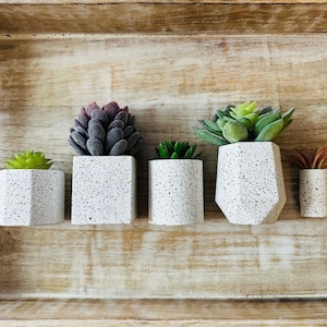 Könnte beinhalten: Fünf kleine Sukkulenten in Töpfen in verschiedenen Formen und Größen, in einer Reihe auf einem Holztablett angeordnet. Die Töpfe sind alle weiß mit einer gesprenkelten Oberfläche.