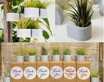 Petite Air Plant + Magnet, Window or Wall Display, Airplant Shower Gifts, Minimalist Boho Home Decor, Gifts Tillandsia Ionantha Air Plant