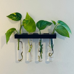 May include: Four clear glass test tubes with green leafy plants in them are mounted on a black wooden shelf. The shelf is attached to a white wall.