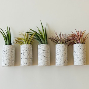 Könnte beinhalten: Fünf kleine weiße Keramik-Blumentöpfe mit schwarzen Flecken, jeder mit einer anderen Art von Luftpflanze. Die Töpfe sind in einer Reihe an einer weißen Wand angeordnet.