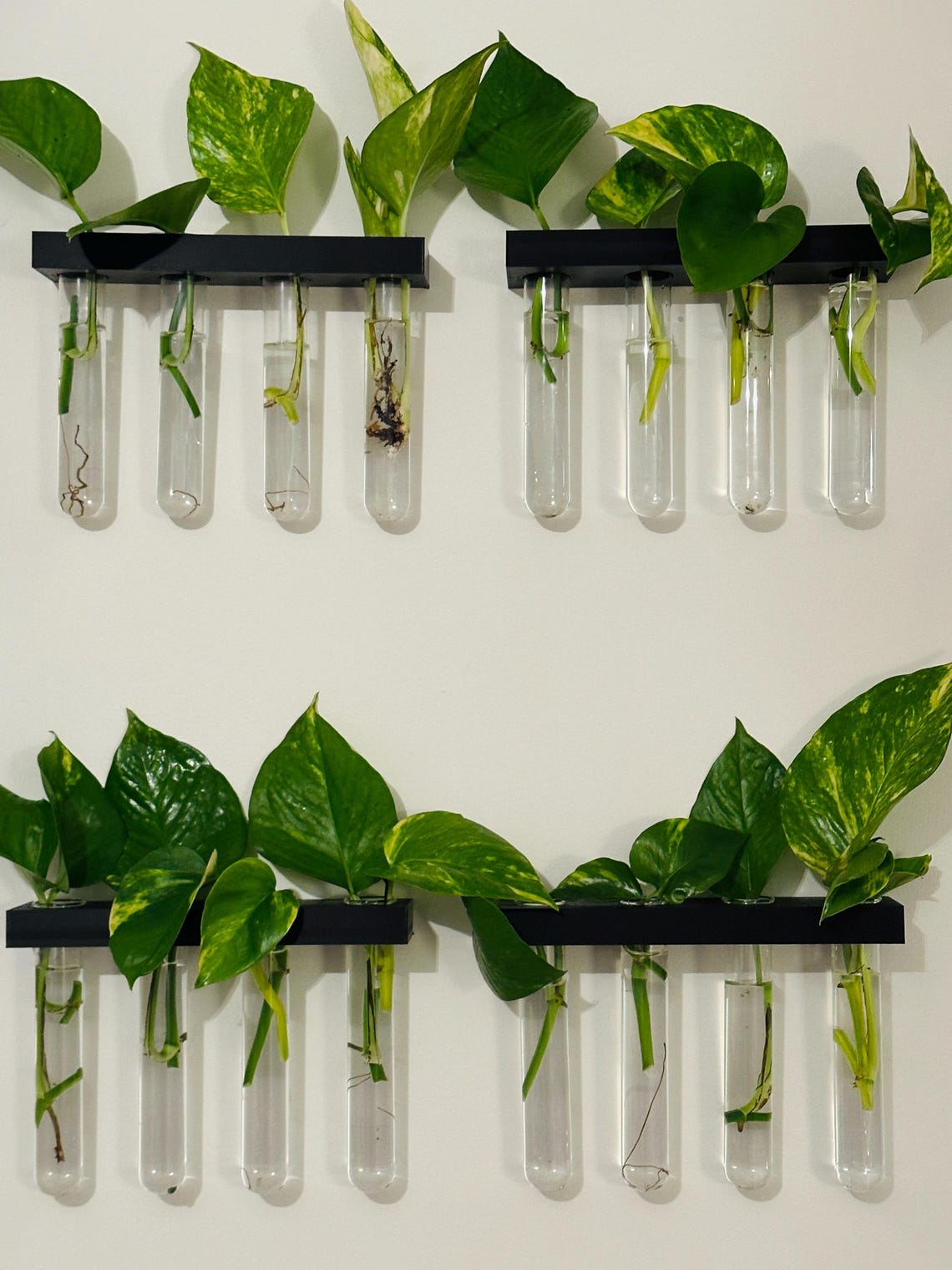 8” Floating Plant Propagation Wall Display, Botany Test Tube Vials for ...