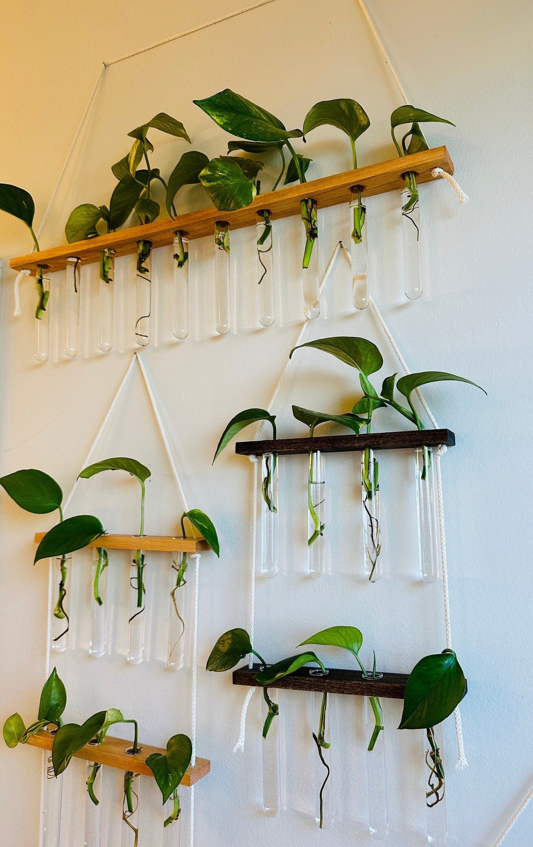 Plant Propagation Wall Display L Botany Test Tube Vials for Propagating