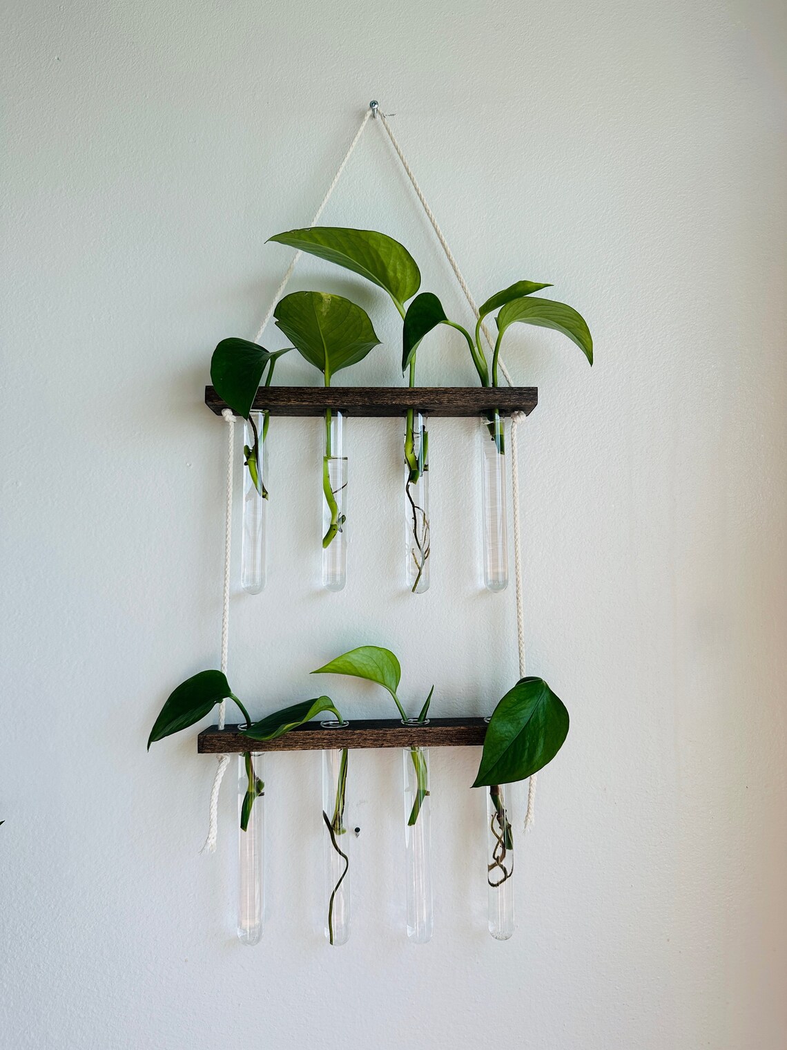 Plant Propagation Wall Display L Botany Test Tube Vials for Propagating