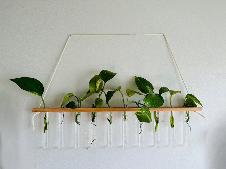 Plant Propagation Wall Display L Botany Test Tube Vials for Propagating