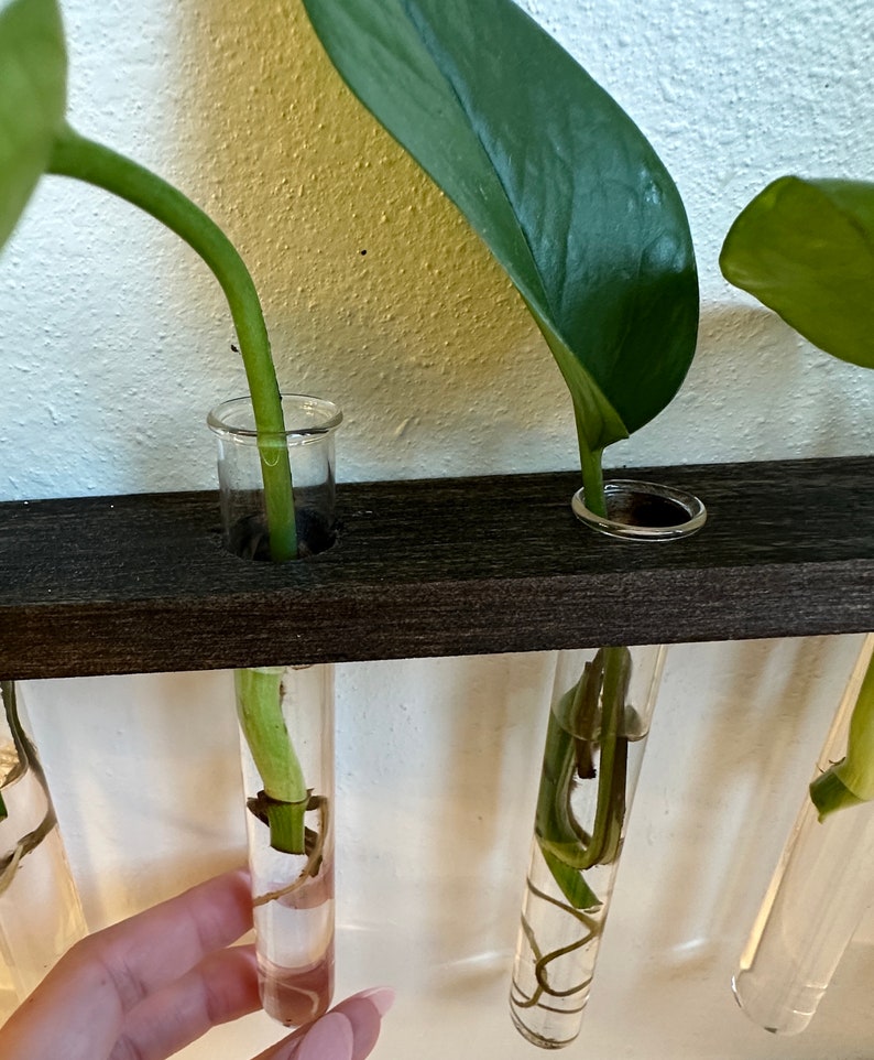 Plant Propagation Wall Display L Botany Test Tube Vials for Propagating