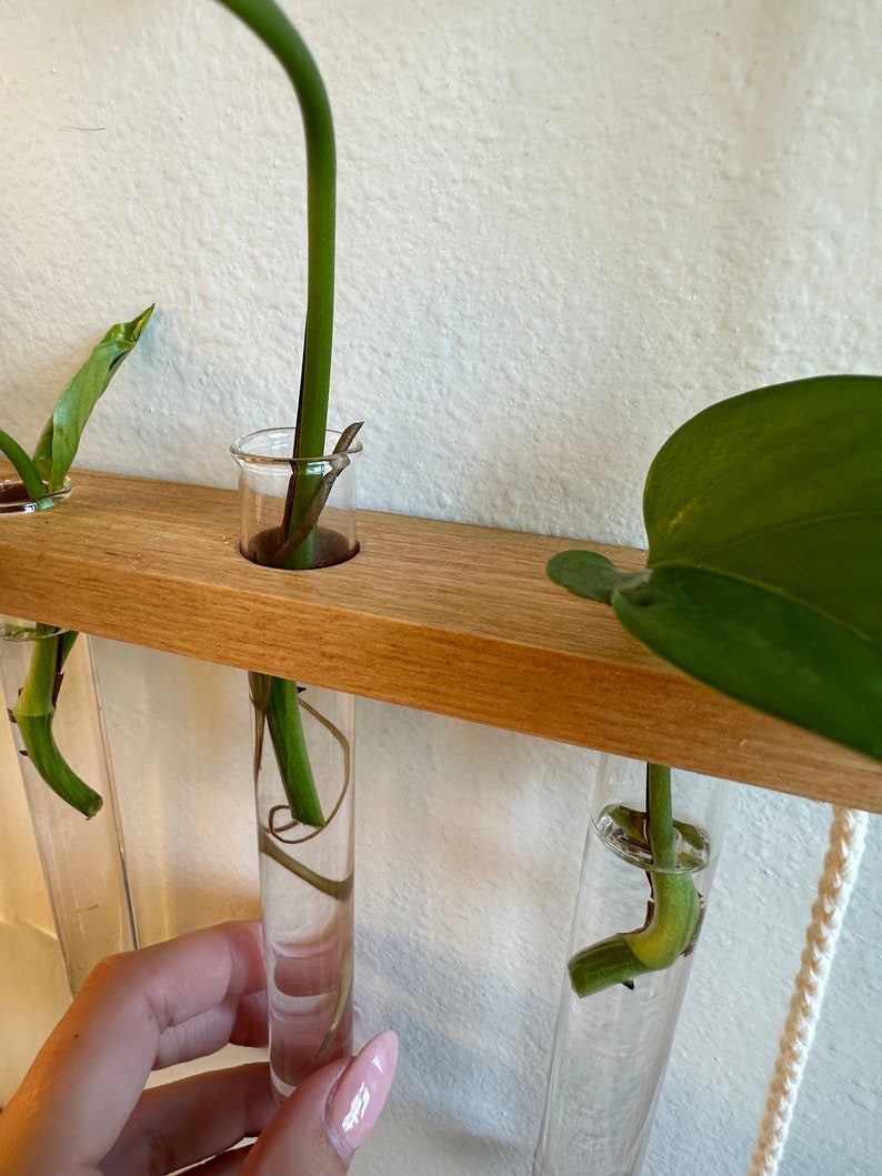 Plant Propagation Wall Display L Botany Test Tube Vials for Propagating