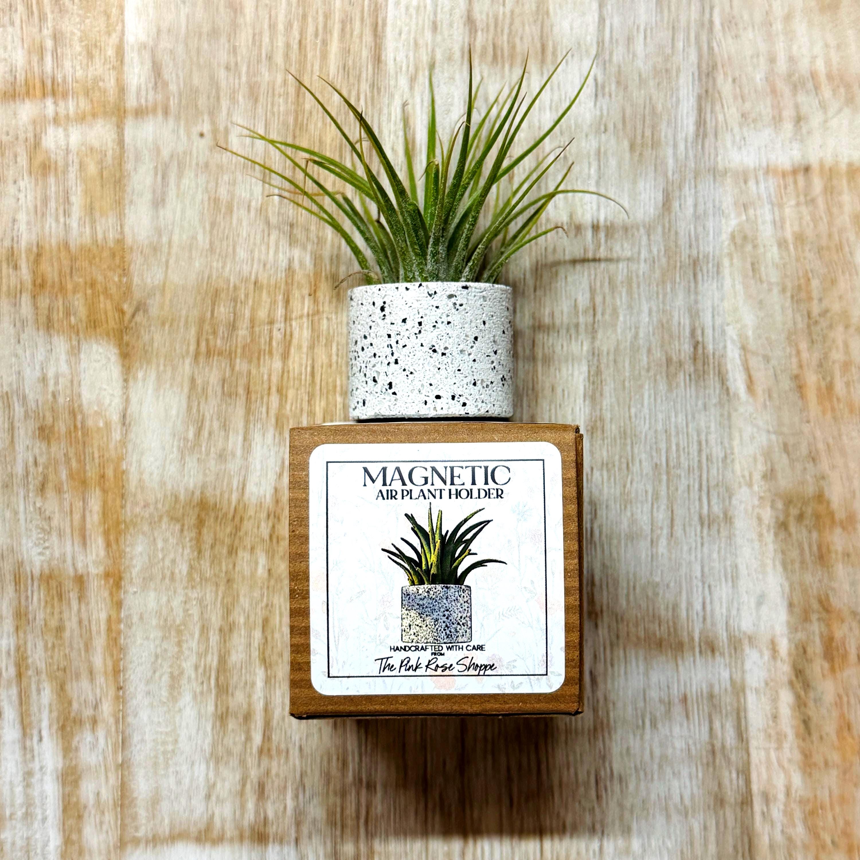 20 Best Air Plants Display Ideas for a Stylish and Green Home