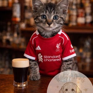 May include: A grey tabby kitten wearing a red Liverpool FC football shirt, with a glass of dark beer in front. The shirt has the "Standard Chartered" logo. The image includes a "Teddy's Prints" logo.