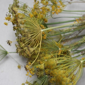 Dried dill sprigs/dried garden dill/dried dill/dried dill bouquet/rustic home decor/food for rabbit chinchilla hamster/country garden
