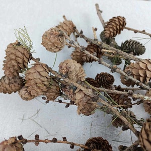 Western Larch Decorative Small Cones Create Rustic Accents