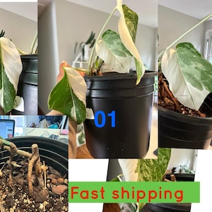 Final sale!! Monstera Albo Variegated cutting Rooted Plant US Seller