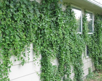 Cissus trifoliata (Sorrelvine) - 30 Seeds