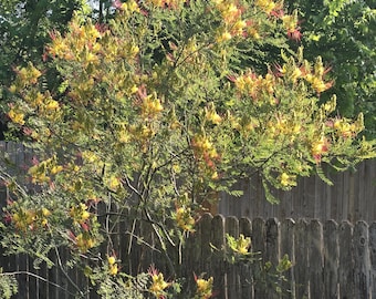 Erythrostemon gilliesii (Yellow Bird-of-Paradise Shrub) - 20 Seeds