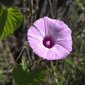 May include: A close-up of a light purple morning glory flower with a dark purple center. The flower has a trumpet shape with visible ridges. Green leaves and stems are in the background.