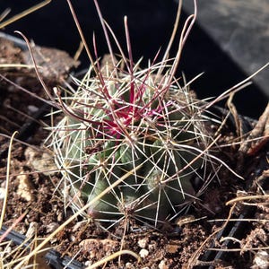 May include: Close-up of a small, round cactus with a dark green body and white spines. The center features vibrant red and pink spines. The cactus is planted in a black pot with soil and dry grass.