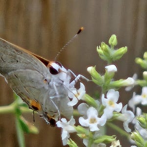 May include: A close-up of a butterfly with gray wings and orange markings, perched on a cluster of small white flowers. The butterfly has a white head with dark eyes and long antennae. The flowers are on green stems.