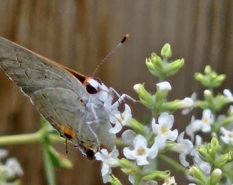 Aloysia gratissima (Whitebrush) Live Plant in 3.5&quot; pot
