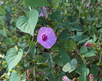 Ipomoea cordatotriloba (Tievine) - 20 Seeds