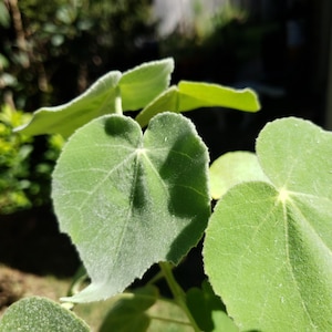 May include: Close-up of several green leaves with heart-shaped forms. The leaves have a soft, textured surface and are illuminated by sunlight. The image captures the details of the plant's foliage, highlighting its natural beauty.