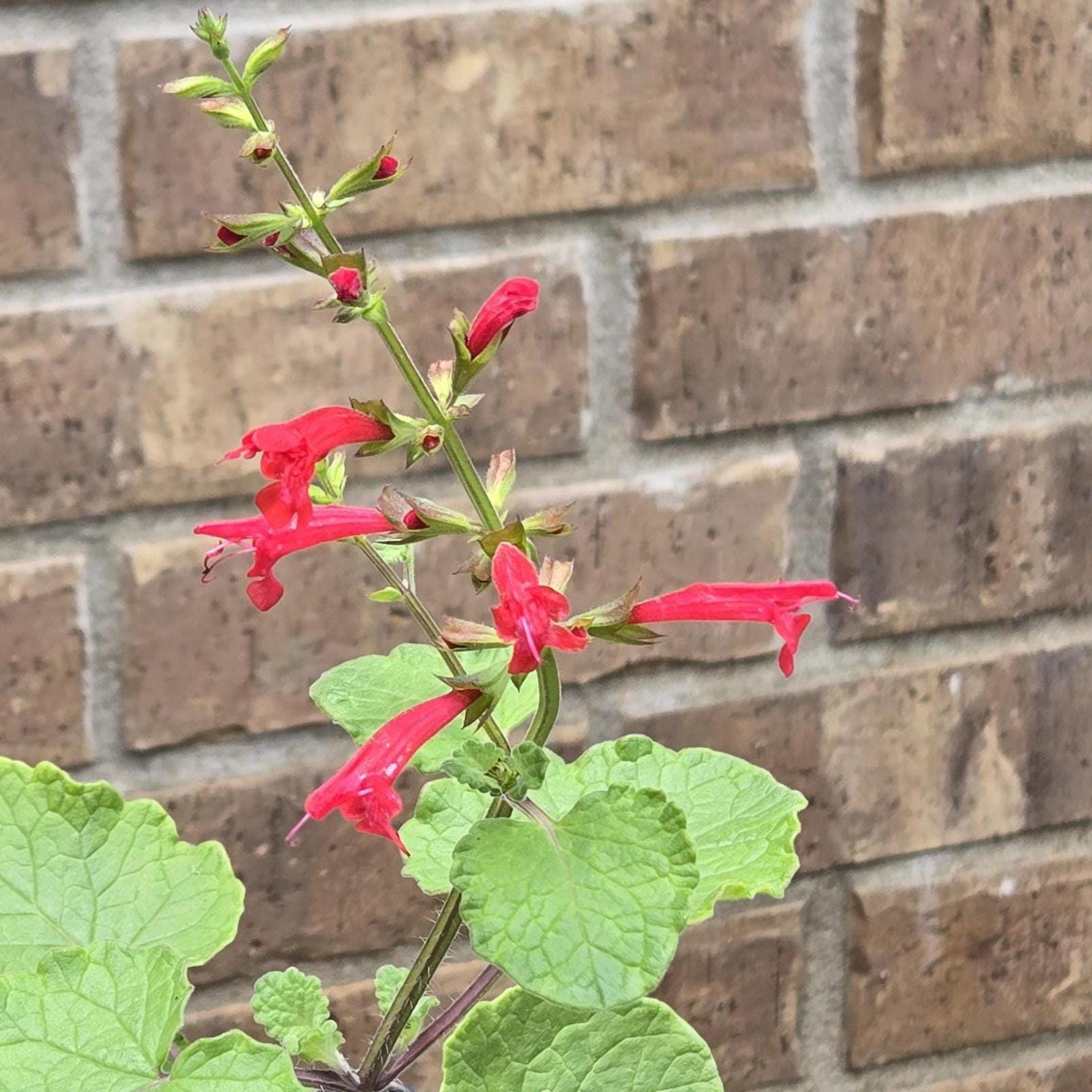 Salvia Roemeriana (cedar Sage) - 20 Seeds - Etsy