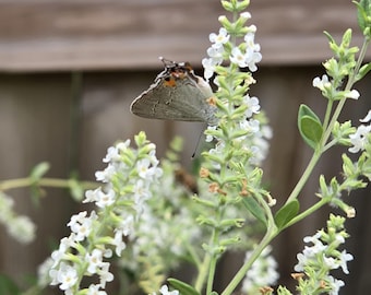 Aloysia gratissima (Whitebrush) Live Plant in 5&quot; pot