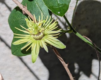 Passiflora lutea (Yellow Passionflower) - Live Plant in 3.5" pot