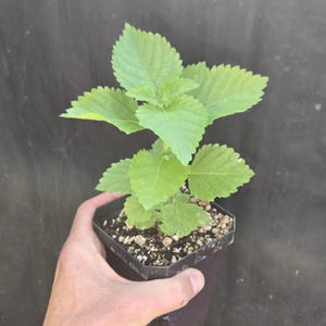 Lantana urticoides (Texas Lantana) Live Plant in 3.5&quot; pot