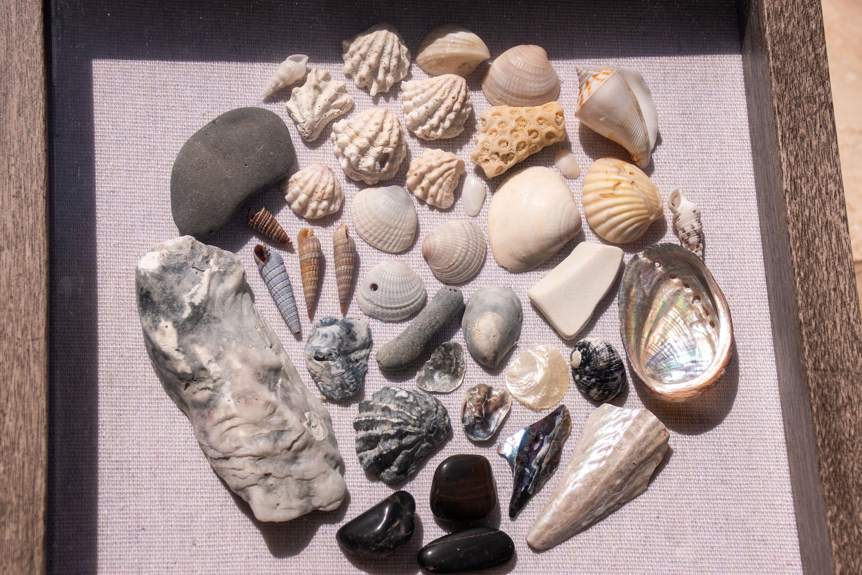 Shell Shadow Box Grey Scheme - Etsy