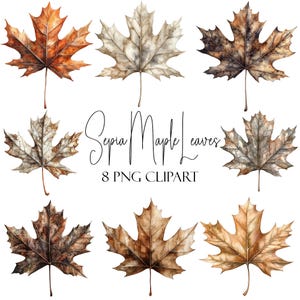 Sepia Ahornblatt, Aquarell Clipart, Herbst Elemente, 8 PNG Dateien, Sofort Download, kommerzielle Nutzung, POD Nutzung