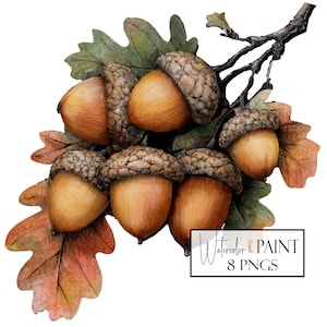 Könnte beinhalten: Aquarellillustration von Eicheln auf einem Ast mit grünen und braunen Blättern. Die Eicheln sind warmbraun mit strukturierten Kappen. Das Bild enthält den Text "Watercolor & PAINT" und "8 PNGS" in einem weißen Rechteck.