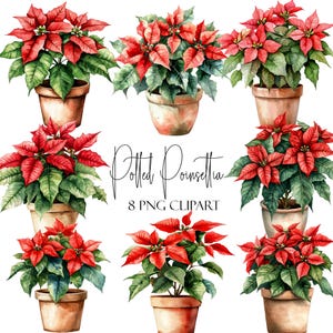 Potted Poinsettia, Watercolor Clipart, Christmas Flowers, 8 PNGs, Instant Download, Commercial Use, POD Use