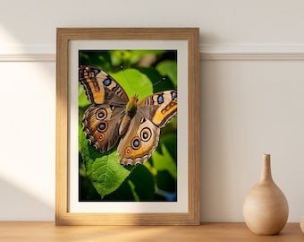 Buckey Butterfly Wall Art, Home Decor, Vintage Butterfly in photorealism. Digital Printable Home Decor, INSTANT DOWNLOAD Butterfly Print