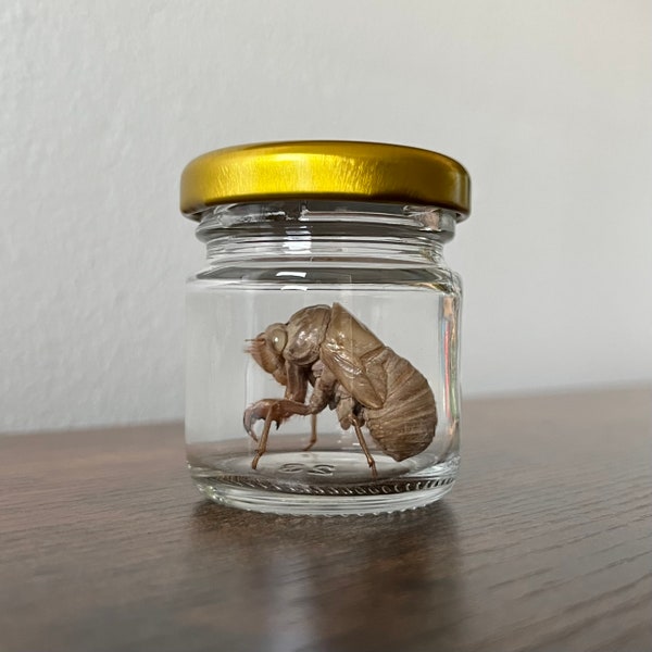 Cicada Shell- Exoskeleton