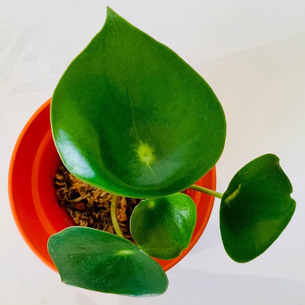 Raindrop Peperomia