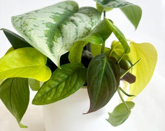 Variety Mix Plant Medley (Silver Pothos, Golden Pothos, Trebuii Moonlight, Neon Pothos, Cebu Blue, Philo Micans, Marble Queen Pothos) w. pot