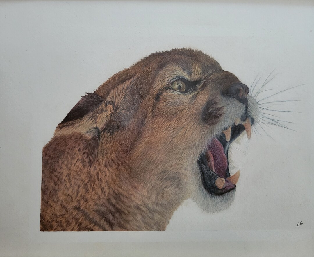 Original Realistic Cougar Drawing - Etsy