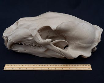 Life Size 3D Printed Polar Bear Skull Replica | Gothic Home Decor
