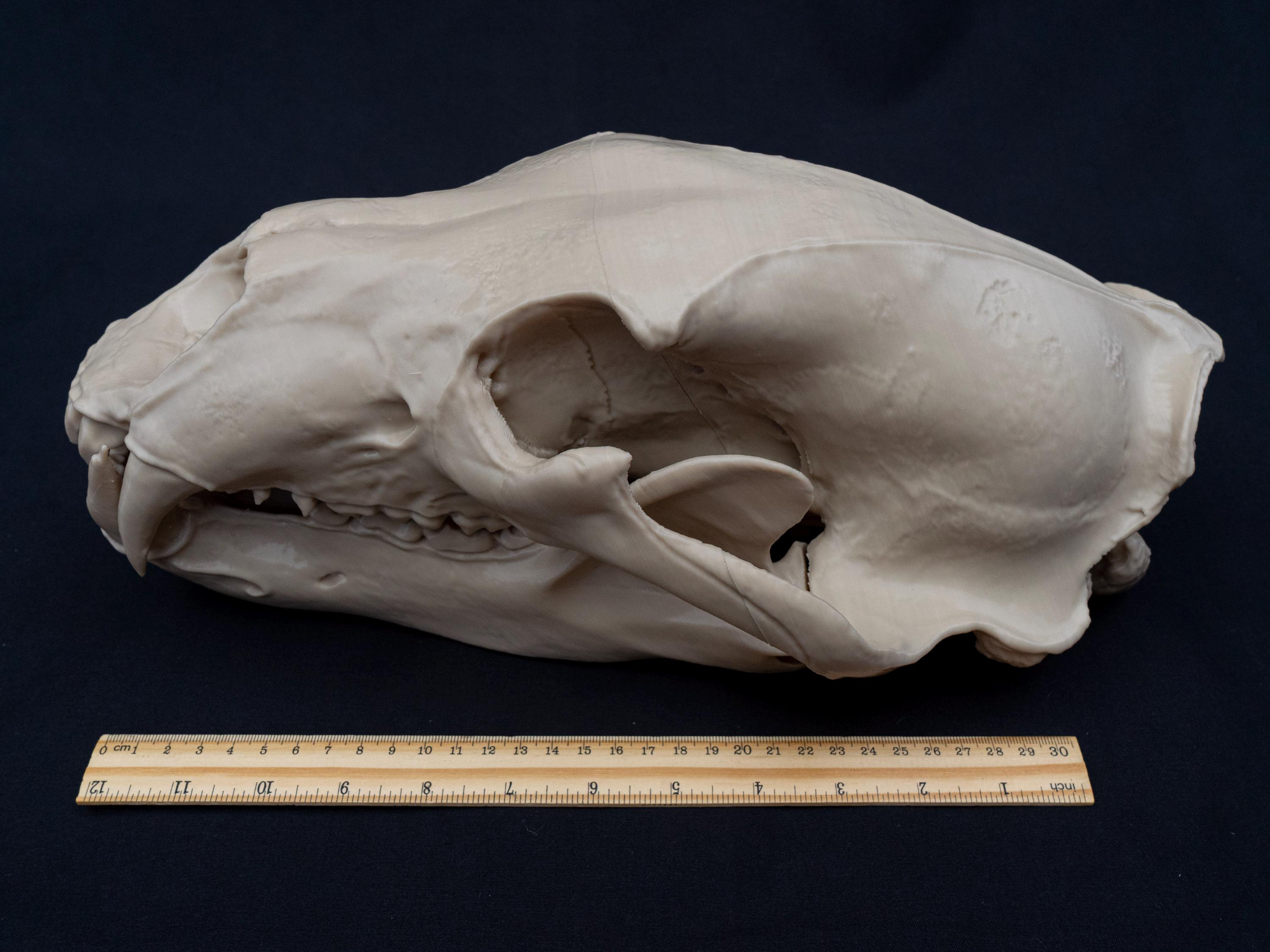 Polar Bear Skull Replica | Life Size 3D Printed Bone Model