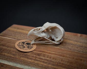 Eagle Owl Skull Replica | Life Size 3D Printed Bone Model | Gothic Home Decor Oddities