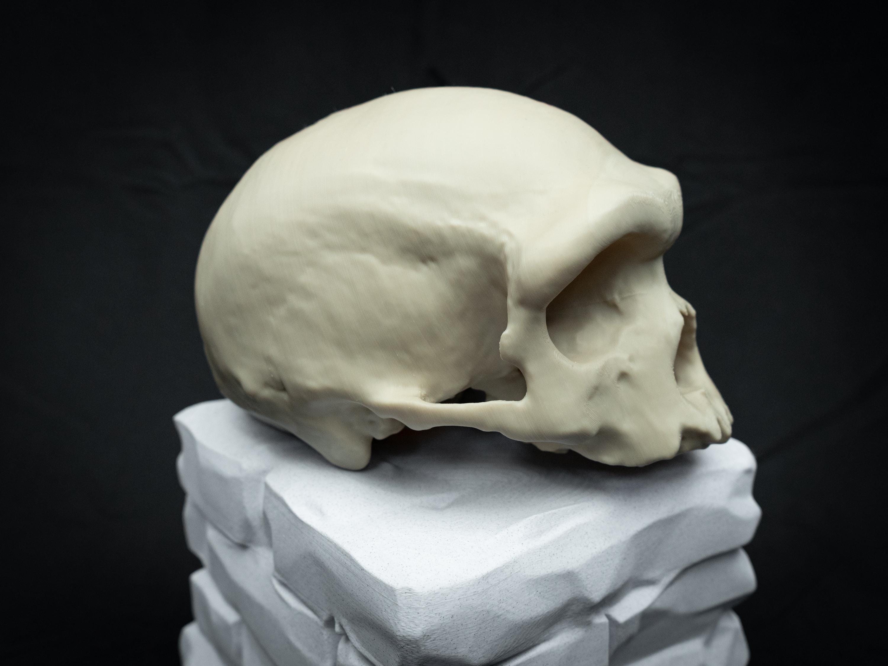 Dragon Man Skull Replica | Life Size 3D Printed Harbin Cranium