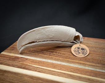 Toucan Skull Replica – Life Size 3D Printed Bone White | Gothic Décor