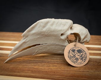 Hornbill Skull Replica | Life Size 3D Printed Bone Model | Gothic Home Decor Oddities, Exotic Casque Bird