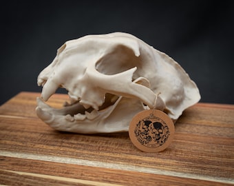 Cougar Skull Replica | Life Size 3D Printed Bone Model | Gothic Home Decor Oddities, Mountain Lion Cat